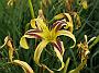 Hemerocallis Market by Lydia